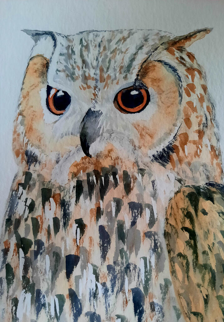 Owl